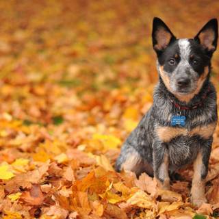 Autumn puppy wallpaper