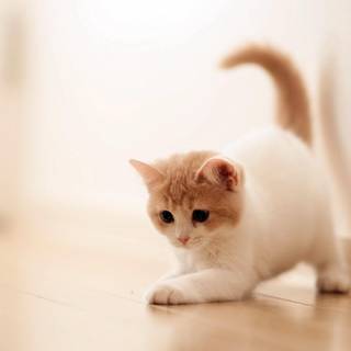 Pretty cat wallpaper