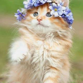 Pretty cat wallpaper