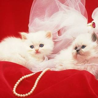 Pretty cat wallpaper