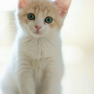 Pretty cat wallpaper