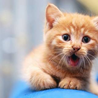 Pretty cat wallpaper