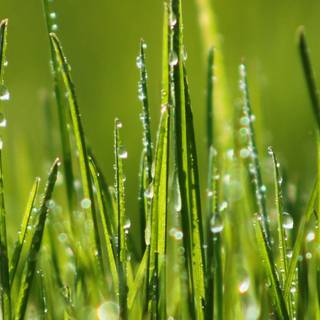 Grass iPhone wallpaper