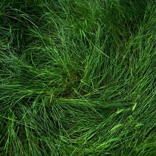 4k grass wallpaper