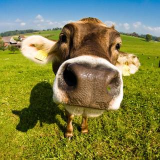 Cow summer wallpaper