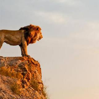 iPhone 4k lion wallpaper