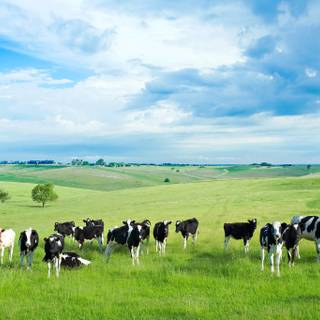 Cow summer wallpaper