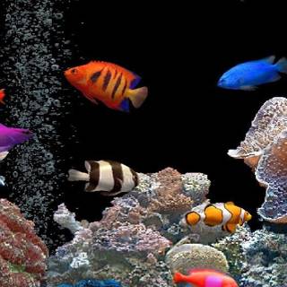 Aquariums wallpaper