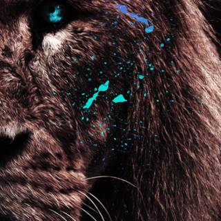 Lion 4k mobile wallpaper