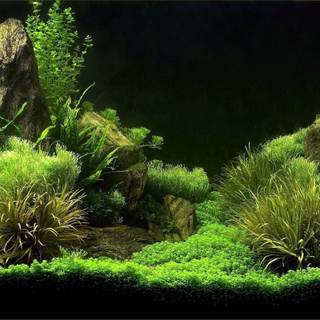 4k aquarium wallpaper