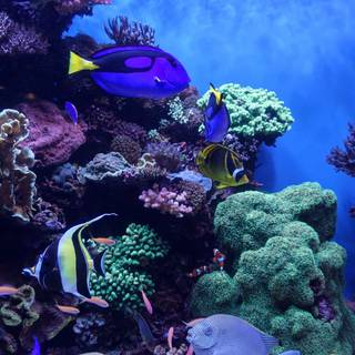 4k aquarium wallpaper