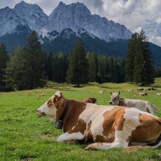 Cow summer wallpaper