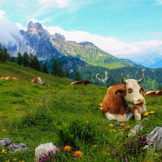 Cow summer wallpaper