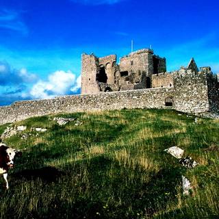 Cow summer wallpaper