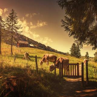 Cow summer wallpaper