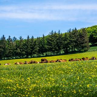 Cow summer wallpaper