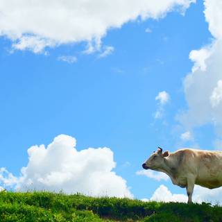 Cow summer wallpaper