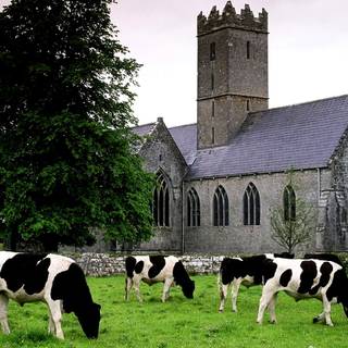 Cow summer wallpaper