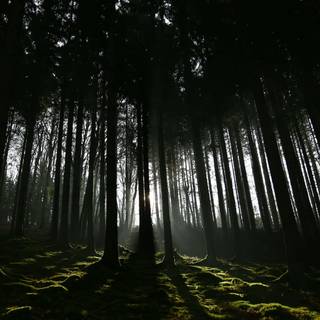 Dark nature desktop wallpaper