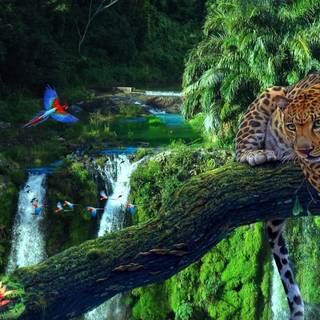 Rain forest desktop wallpaper