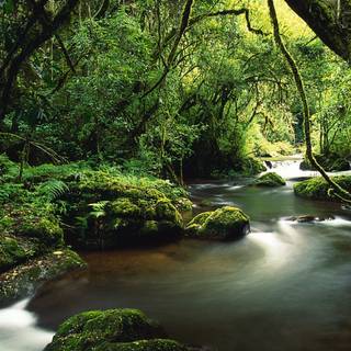 Rainforest 4k wallpaper