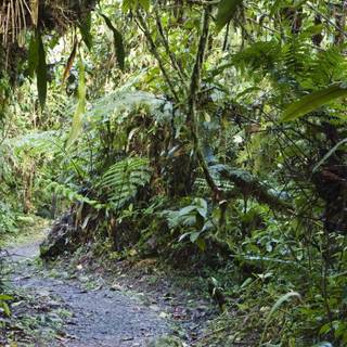 Rainforest 4k wallpaper