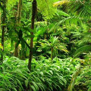 Rainforest 4k wallpaper