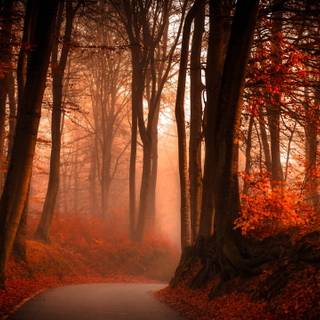 4k autumn forest wallpaper