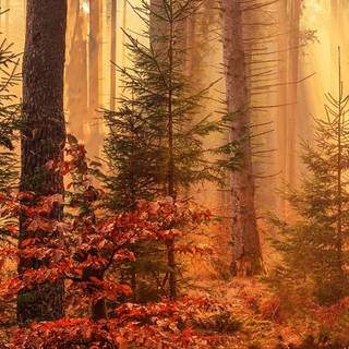 Red autumn 3840x1080 wallpaper