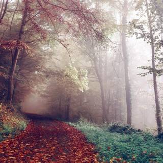 4k autumn forest wallpaper