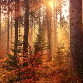 4k autumn forest wallpaper