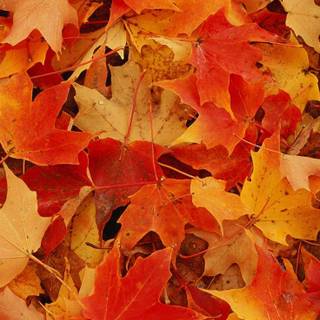 Autumn leaves iPhone wallpaper