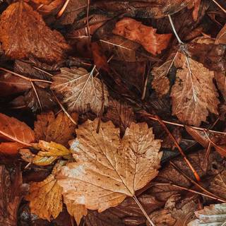 Autumn leaves iPhone wallpaper