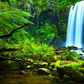 Rainforest 4k wallpaper