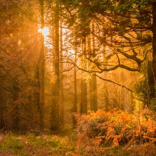 4k autumn forest wallpaper