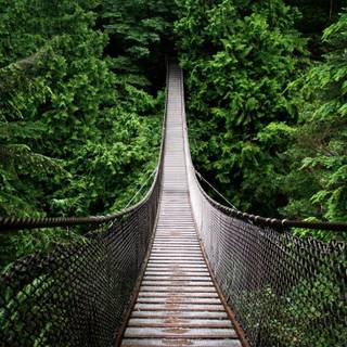 Rainforest 4k wallpaper