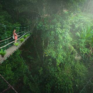 Rainforest 4k wallpaper