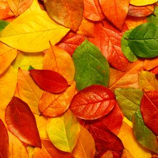 Autumn leaves iPhone wallpaper