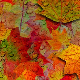Autumn leaves iPhone wallpaper