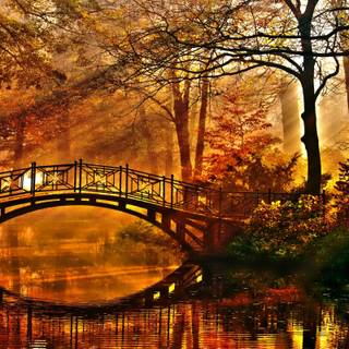 4k autumn forest wallpaper