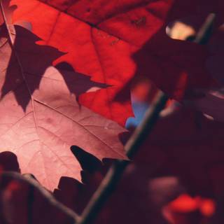 Autumn leaves iPhone wallpaper