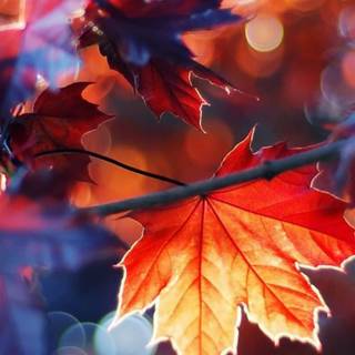 iPhone 13 autumn wallpaper