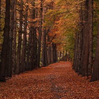 4k autumn forest wallpaper