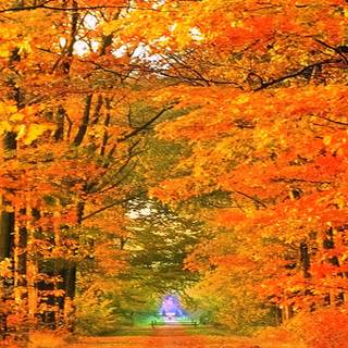 iPhone 13 autumn wallpaper