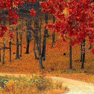 iPhone 13 autumn wallpaper