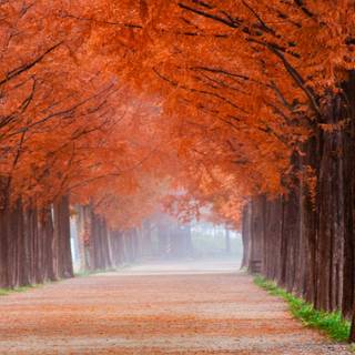 iPhone 13 autumn wallpaper