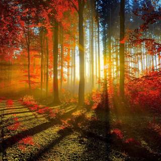 HD autumn forest wallpaper