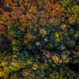 4k autumn forest wallpaper