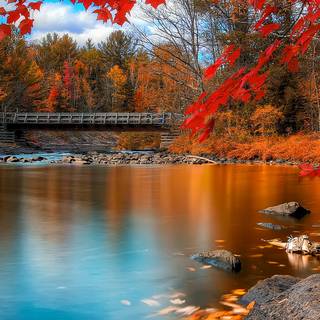 Autumn leaves iPhone wallpaper