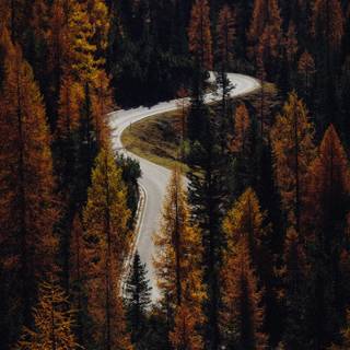 Pine forest autumn wallpaper